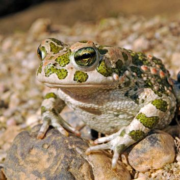 Eine grün-braun gefleckte Kröte sitzt auf einer felsigen Oberfläche und verschmilzt mit ihrer natürlichen Umgebung.